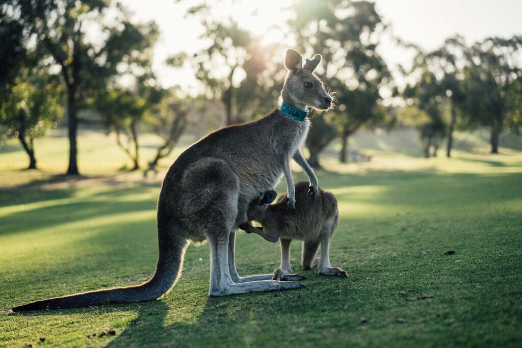 aussie slang phrases
