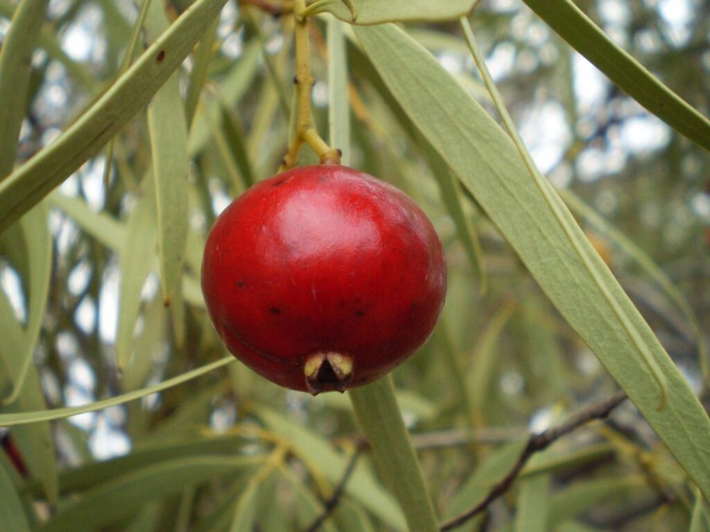 traditional australian aboriginal food