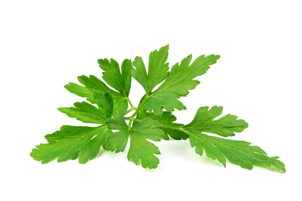 common italian foods
