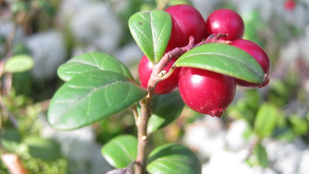 cranberry season