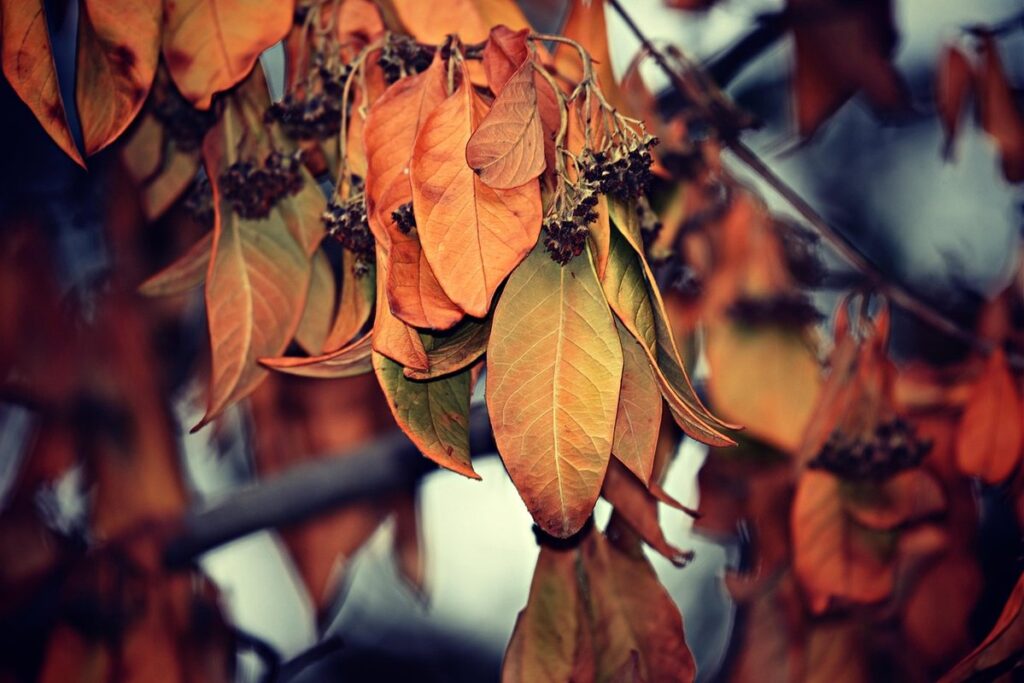 seasonal life