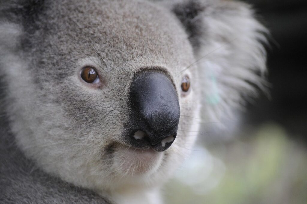 cultural foods australia