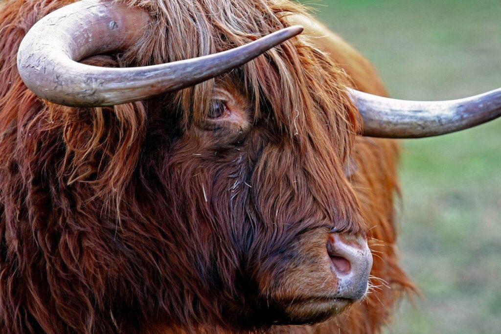 scottish slang
