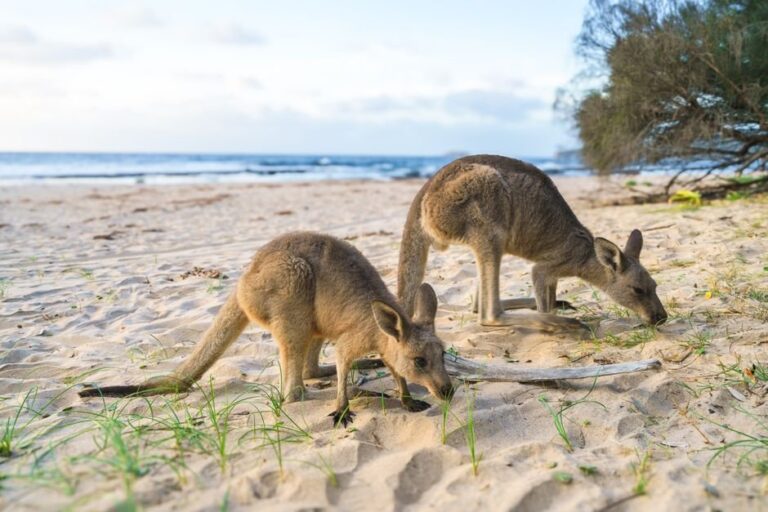 aussie slang for good