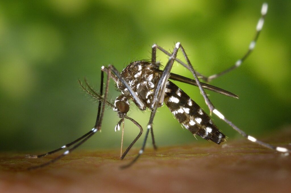 australian slang for mosquito
