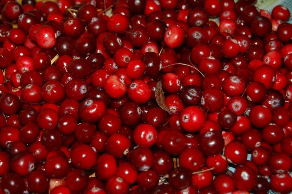 cranberry festival massachusetts