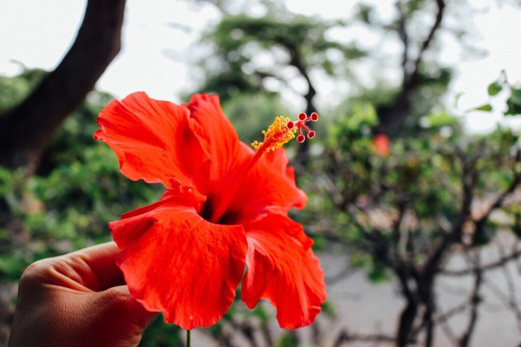 what are hawaiian flowers called