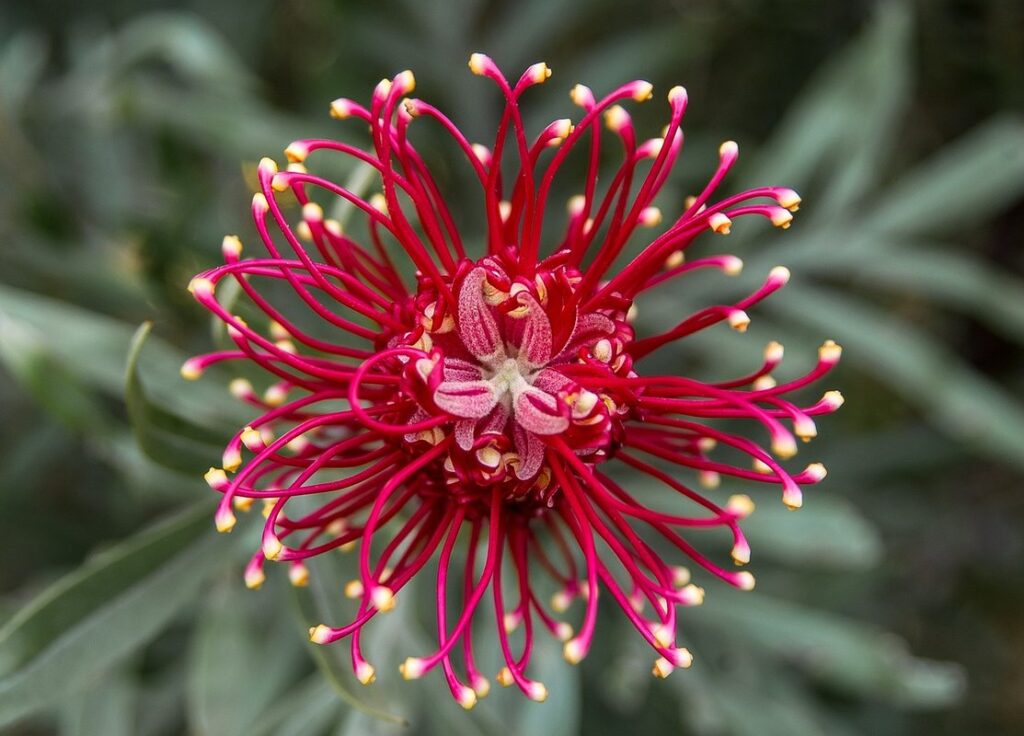 native hawaiian flowers