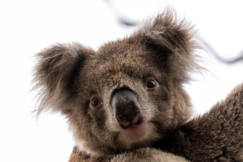 south australian accent
