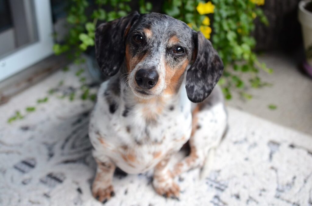 wiener christkindlmarkt