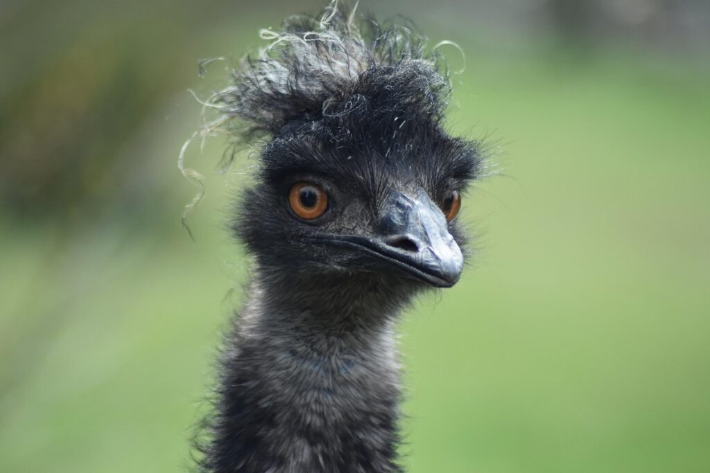 australian slang expressions